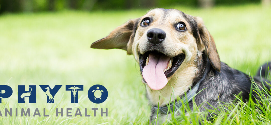 Medical Marijuana, Inc. Subsidiary Phyto Animal Health Signs Distribution Agreement With Liiv Organics