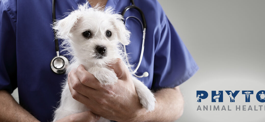 Medical Marijuana, Inc. Subsidiary Phyto Animal Health Adds Skin Vitality to World’s Leading CBD Pet Product Line