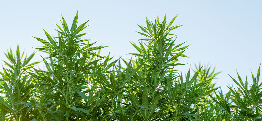 Medical Marijuana, Inc. Begins Manufacturing Operations Under An Industrial Hemp Processor License